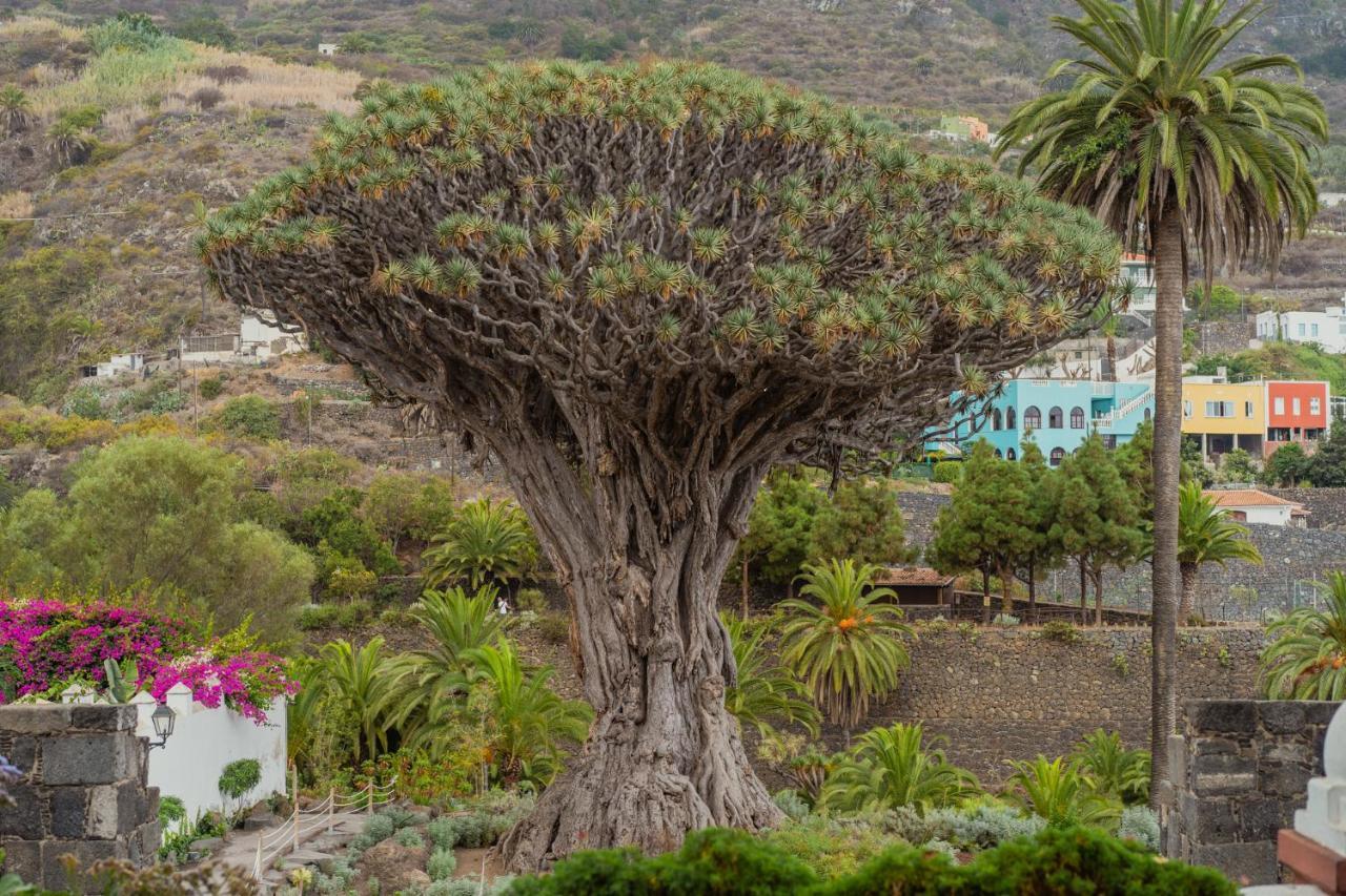 Drago Nest Hostel Icod De Los Vinos Buitenkant foto